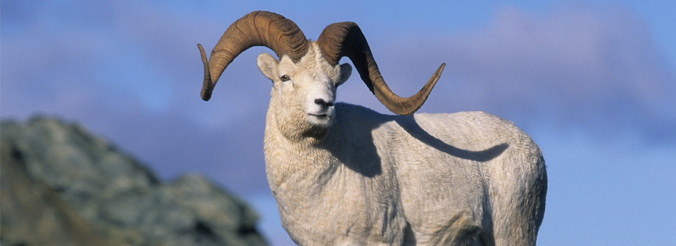 Sportsmen Should Consider Renewable Energy Development on Public Land.