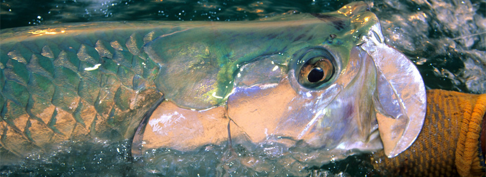 The TRCP works to guarantee all Americans a quality place to hunt and fish.