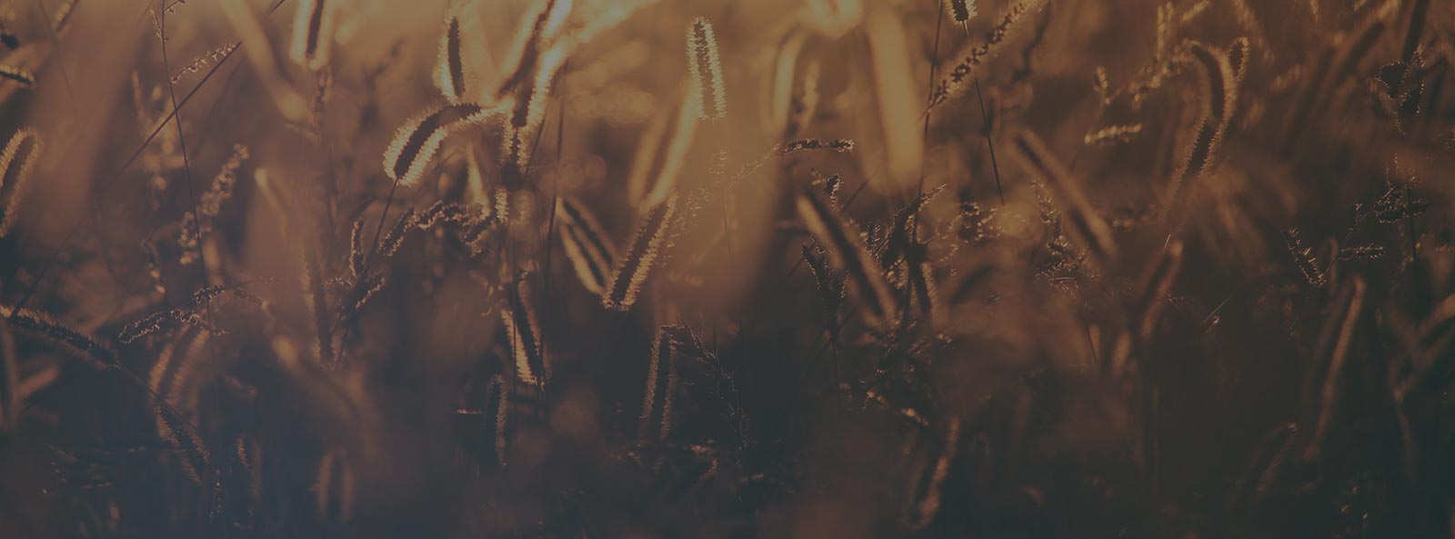 Conservation in the Farm Bill Theodore Roosevelt Conservation Partnership