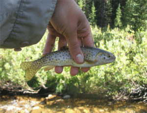 Native Trout