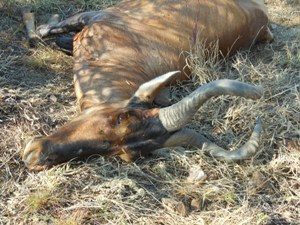 Red Hartebeest Durban S. Africa