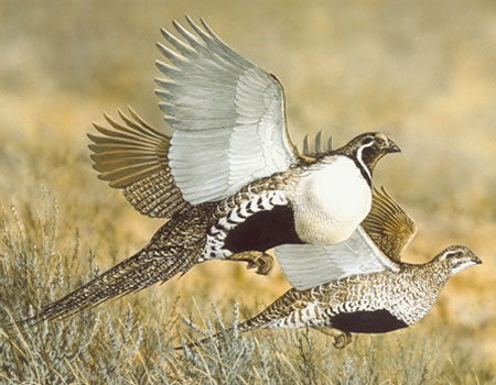 Concerns Over Sage Grouse Reach Decision-Makers