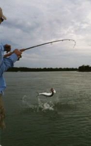 Fighting Tarpon