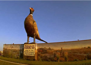 Largest Pheasant