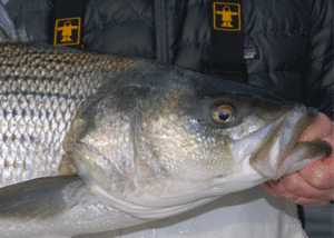 Close big bass.