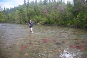 salmon stream and angler
