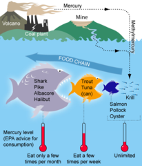 Mercury in seafood food chain