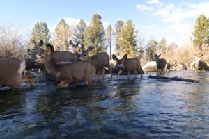 Muley Migration