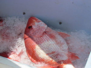 Red snapper on ice. Photo courtesy of Jeff Dute/www.al.com.