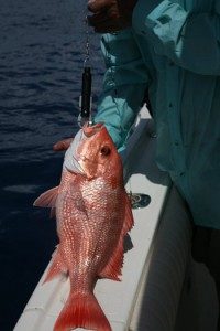 red snapper