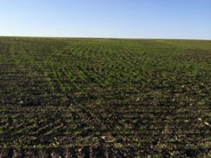 Sprouting spring wheat. Photo by Ryan Wagner.