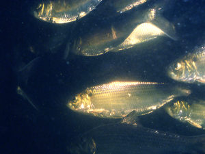 River herring