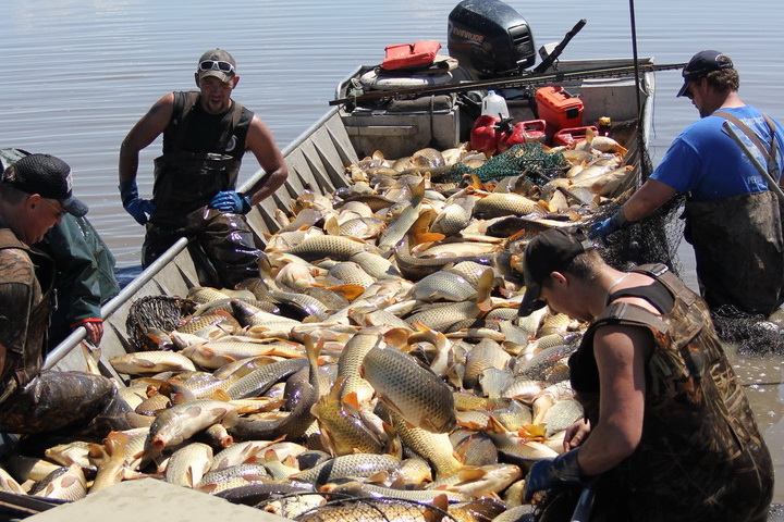 Louisiana Issues Proposed Regulations to Protect Redfish, Conserve