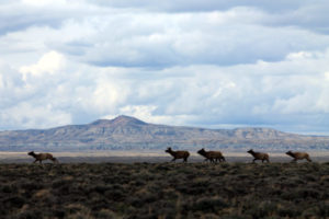 Red Desert elk Wyoming