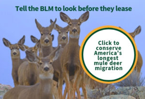 tell the blm to look before they lease