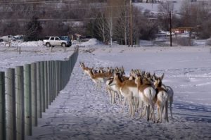 pronghorn migration