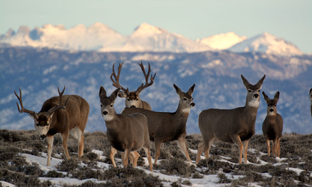 Mule Deer BLM land