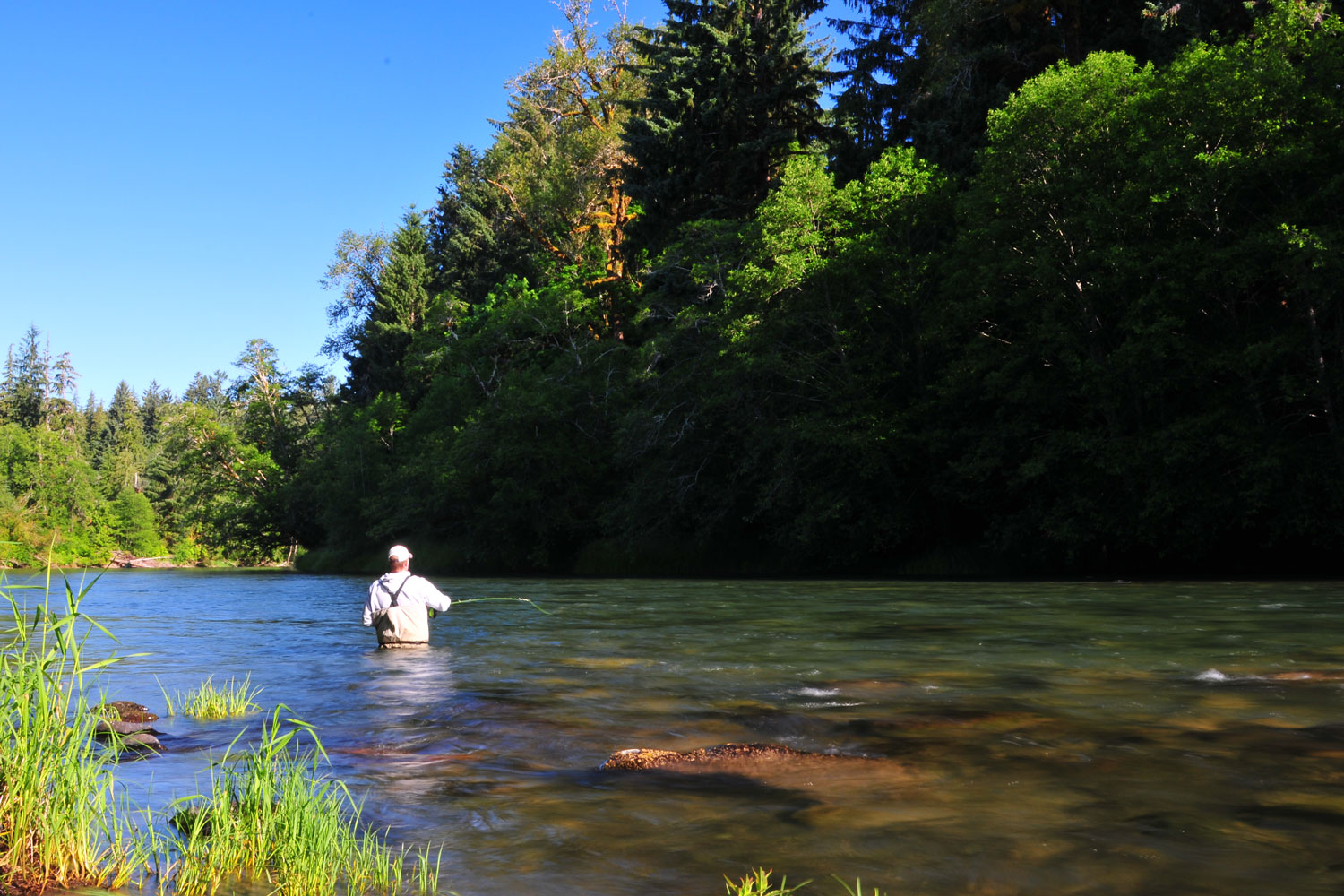 summer steelhead Olympic National Forest