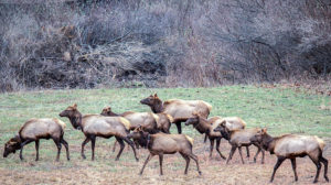 Appalachian elk herd reintroduction