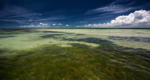 Everglades-Bonefish-Tarpon-Trust