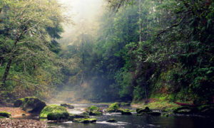 Elliott State Forest sale Oregon