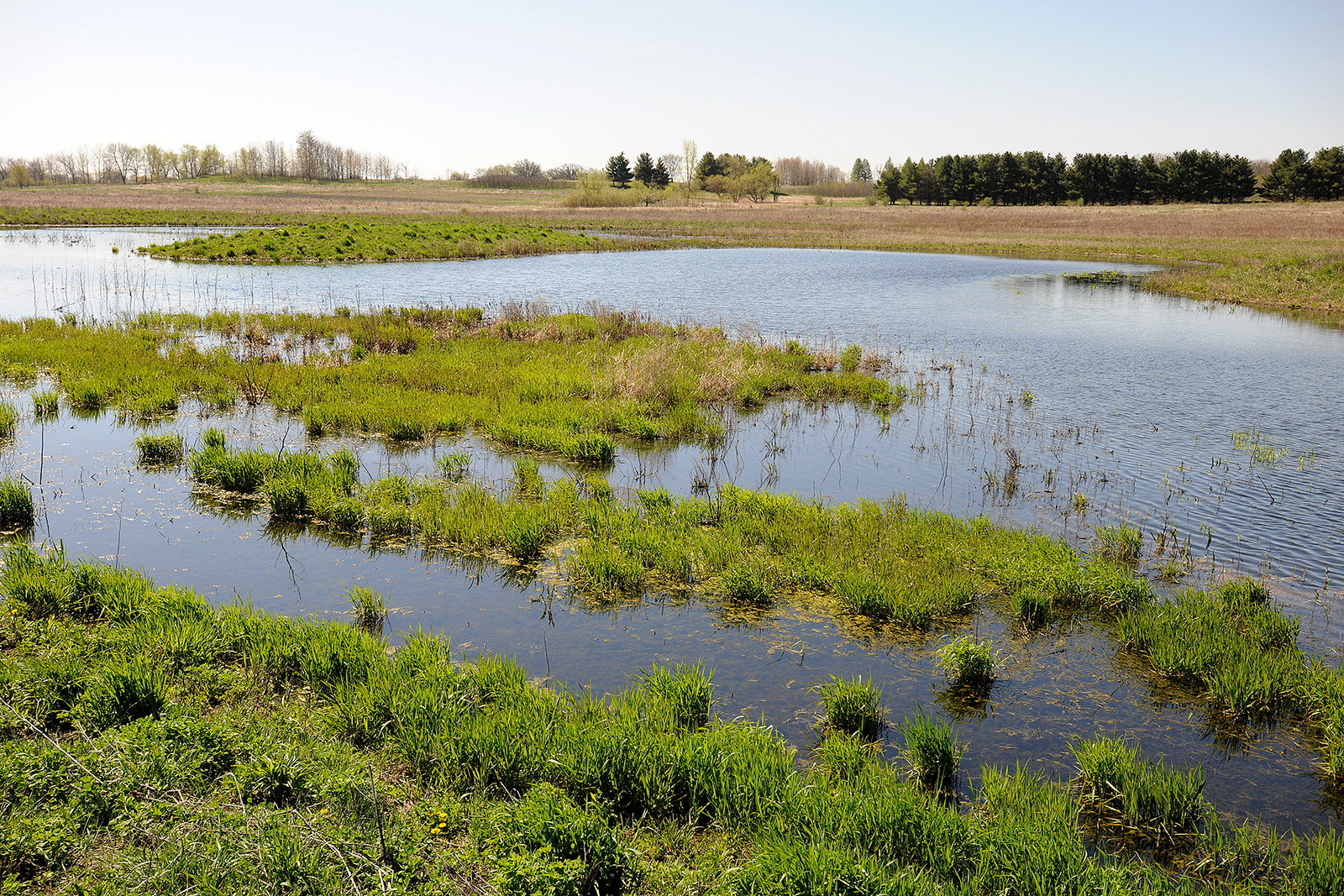 Wetlands. Ветланды. Constructed Wetlands. Wetland environments. Фото Wetlands.