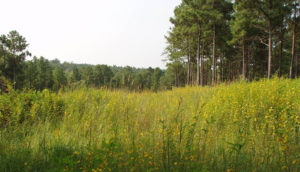 warm season grasses