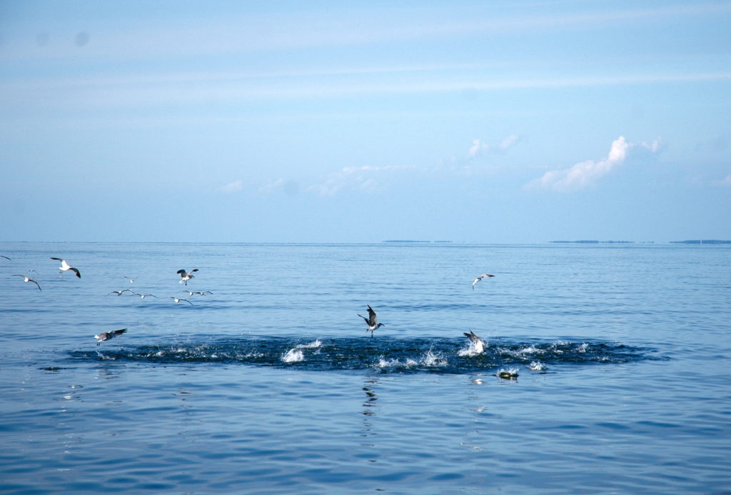 forage fish chesapeake