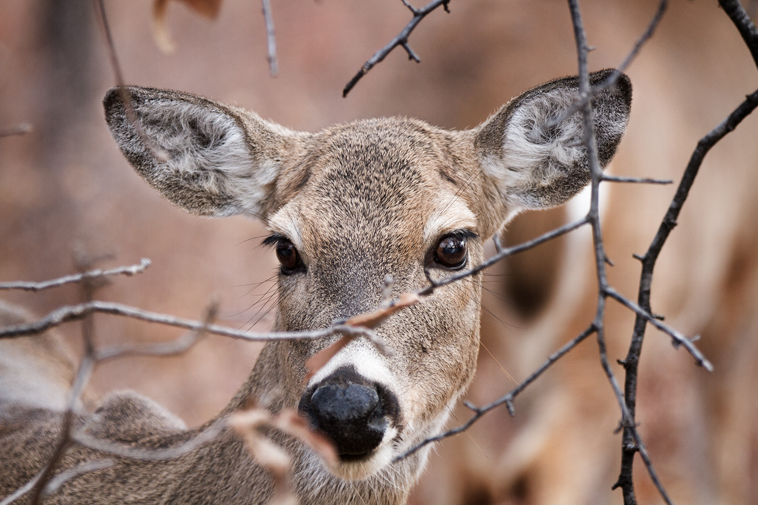 CWD deer or this restaurant???