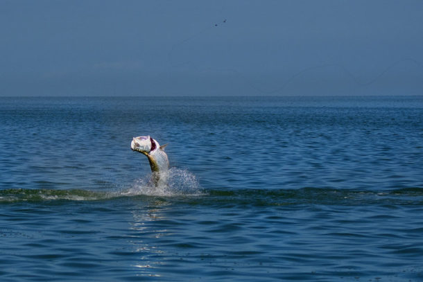 tarpon florida fishing planet tarpon florida fishing planet