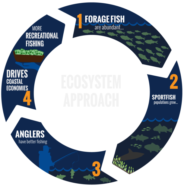 Forage Fish Recovery | Theodore Roosevelt Conservation Partnership
