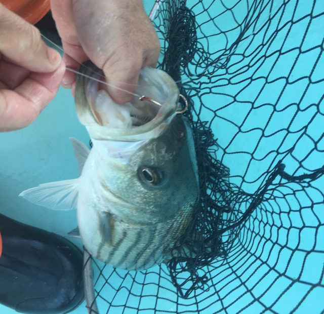 NJDEP - News Release 20/P049 - DEP Announces New Circle Hook Requirement to  Help Protect Catch-and-Release Striped Bass