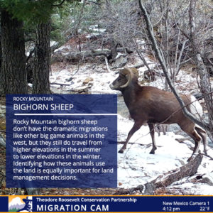 bighorn sheep information