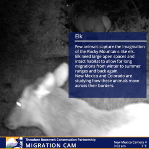 elk information