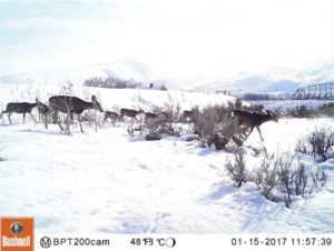 elk on snowy hill