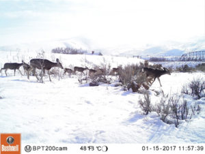 elk on snowy hill