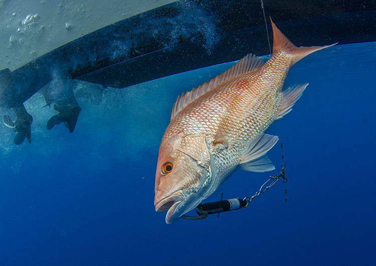 Descending Device and Venting Tool for the Direct Enhancement of Snapper  Conservation and the Economy through Novel Devices Act of 2020 (DESCEND  Act)