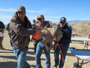 workers carrying a sheep
