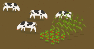 crops and cos gif