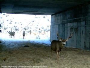 deer passing under road