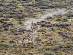 antelope running downhill