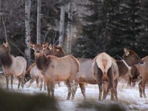 elk with collars