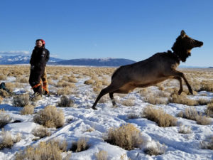 elk being released with collar