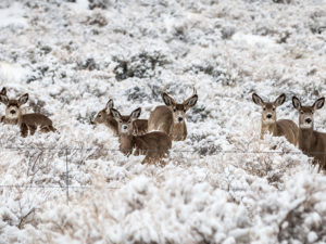 mule deer in snow