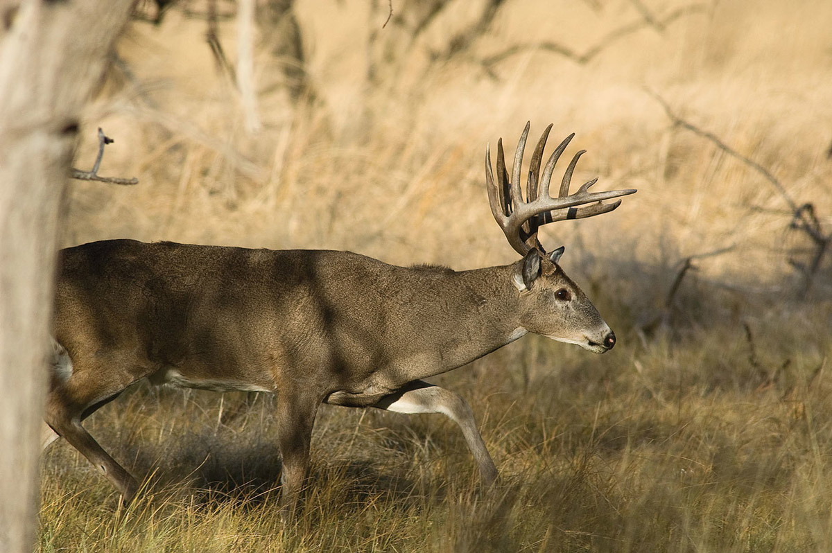 deer in a field