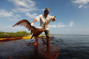 man pulling a pelican from an oil spill