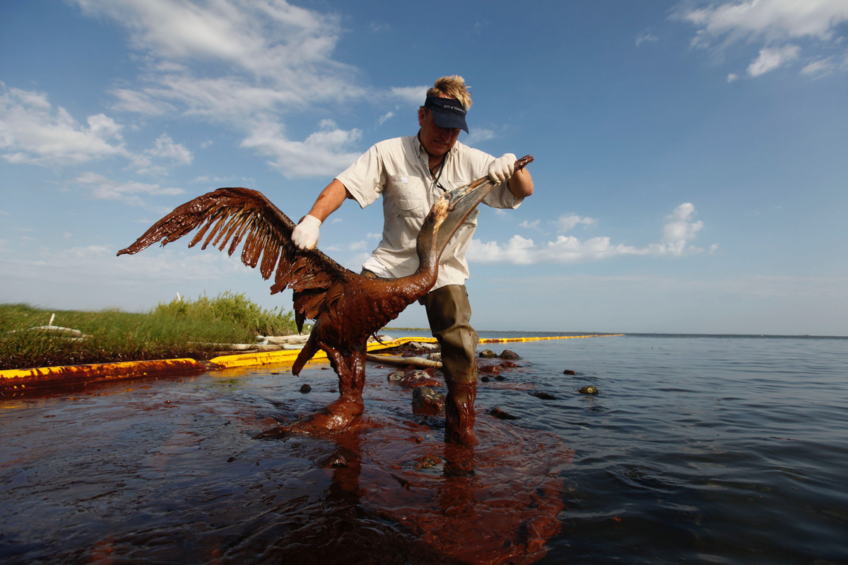man pulling a pelican from an oil spill