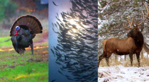 3 images, one of a turkey, one of a school of fish, and one of a large buck