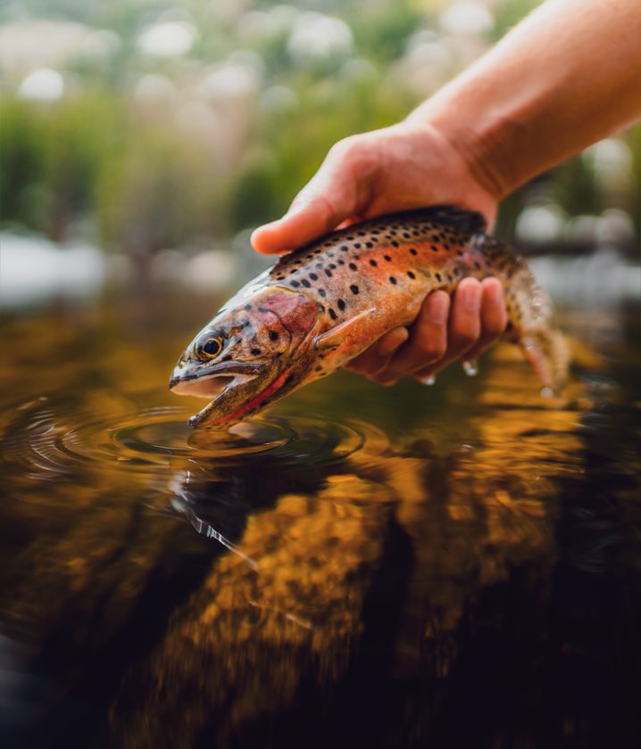 hand pulling fish out of water