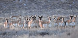 herd of ungulates